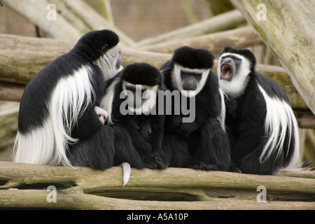 Les singes colobus noir et blanc dans un groupe familial au zoo de Colchester Banque D'Images