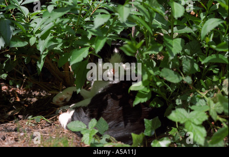 Chat noir et blanc sous les buissons Banque D'Images