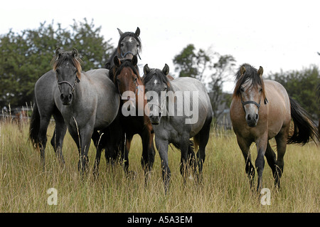 Pura Raza Espanola Andalusier cheval andalou Banque D'Images