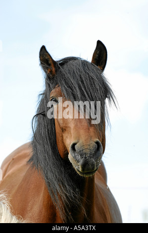 Pura Raza Espanola Andalusier cheval andalou Banque D'Images