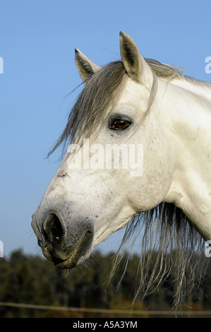 Pura Raza Espanola Andalusier cheval andalou Banque D'Images