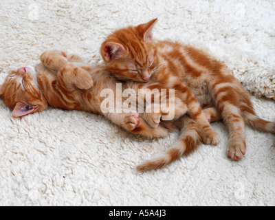 Deux Chatons British Ginger endormi âgé de huit semaines Banque D'Images