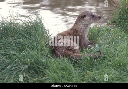 Une loutre européenne ou britannique Lutra lutra à Cornwall en Angleterre Banque D'Images