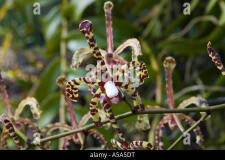 Une orchidée à Gamboa Rainforest Resort, République de Panama, Amérique Centrale Banque D'Images