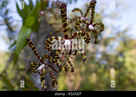 Une orchidée à Gamboa Rainforest Resort, République de Panama, Amérique Centrale Banque D'Images