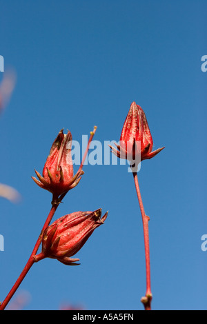 Roselle, Hibiscus sabdariffa Banque D'Images