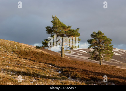 Collines couvertes de neige en hiver et de pins sylvestres dans la forêt écossaise, Invercauld Estate, Sunninghill, Parc National de Cairngorms, en Écosse, Royaume-Uni Banque D'Images