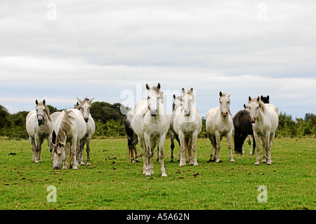 Dartfield horse museum et galway Connemara Pony park Banque D'Images