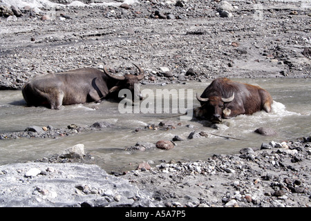 L'eau de refroidissement des buffles Aeta off dans une rivière près du mont Pinatubo, le lac du cratère, le volcan, l'île de Luzon, Philippines Banque D'Images