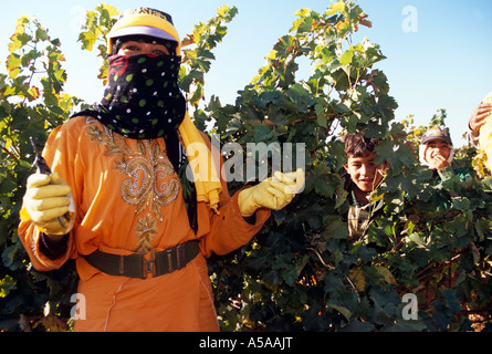 Bédouine travaillant dans vignoble, vallée de la Bekaa, au Liban Banque D'Images