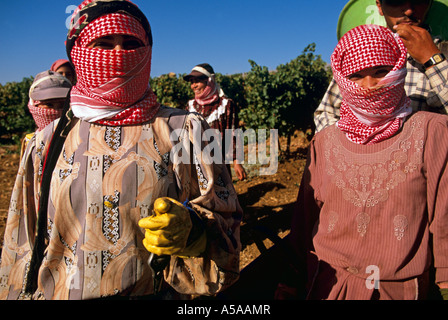 Les travailleurs de bédouins, vignoble de la vallée de la Bekaa, au Liban Banque D'Images