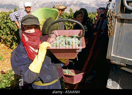 Les fermiers bédouins dans un vignoble dans la vallée de la Bekaa au Liban Banque D'Images