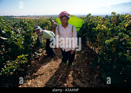 Les hommes travaillant dans les bédouins, vignoble de la vallée de la Bekaa, au Liban Banque D'Images