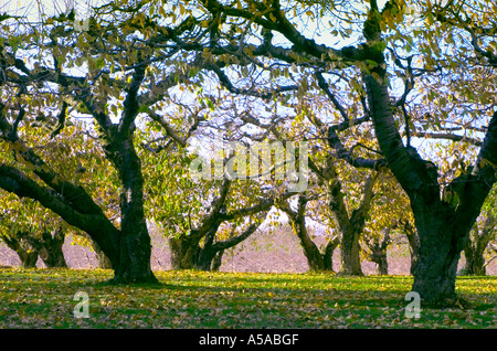 Niagara Cherry Orchard Banque D'Images