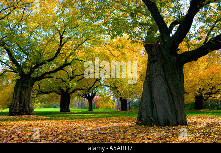 Vieux cerisier en Royal Botanical Gardens de Hamilton, Ontario Banque D'Images