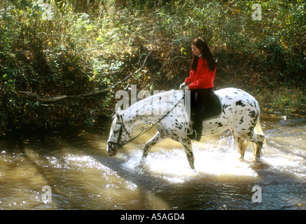 Jeune femme cheval Appaloosa frison jument croisée dans des stream Banque D'Images