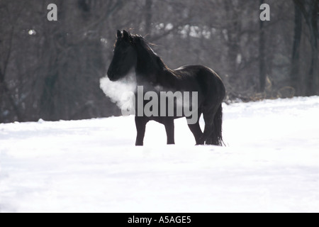 Cheval frison dans la neige a couvert les enclos avec souffle visible Banque D'Images