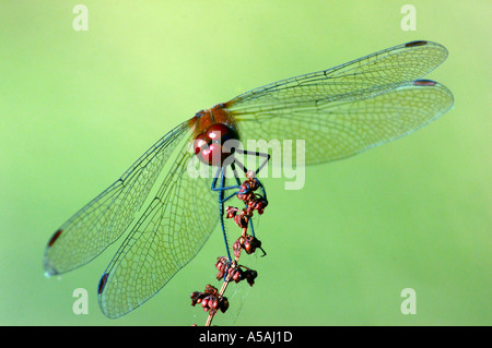 Libellule Sympetrum sanguineum Ruddy vert repose sur une brindille dans la forêt d'Epping Banque D'Images