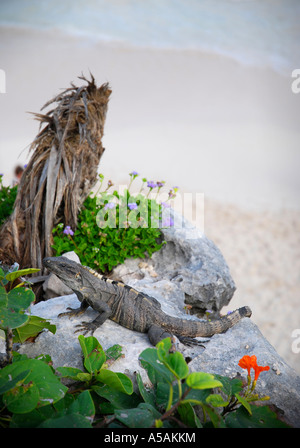 Un big iguana repose dans le soleil au-dessus de la plage, dans l'ancienne ville Maya Tulum, Mexique Banque D'Images