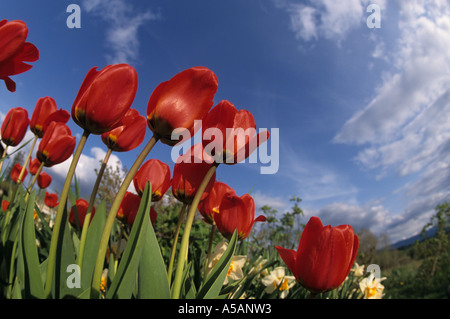 Vue du sol de tulipes dans jardin Smithers British Columbia Banque D'Images