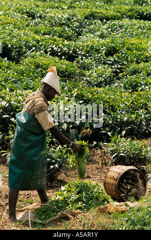 Exploitant agricole travaillant dans la plantation de thé, le Rwanda, l'Afrique Banque D'Images