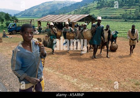 Les cueilleurs de thé à la plantation de thé, le Malawi, l'Afrique Banque D'Images