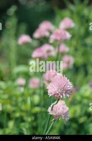 Plante herbacée à fleurs en pleine floraison à la ciboulette Banque D'Images