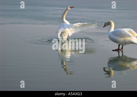 Cygne tuberculé Cygnus olor ailes s'étendant sur le lac Banque D'Images