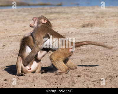 Les babouins Papio hamadryas Cyncocephalus zoo de Beekse Bergen Hilvarenbeek aux Pays-Bas Banque D'Images