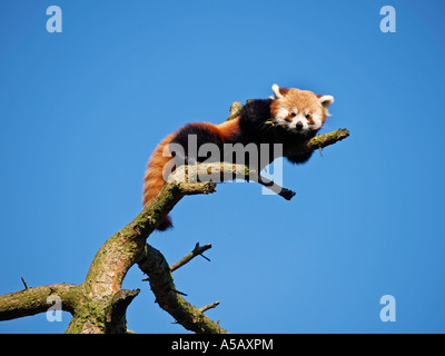 Moindre ou panda rouge Ailurus fulgens reposant sur la plus haute branche il peut atteindre le zoo de Beekse Bergen Hilvarenbeek aux Pays-Bas Banque D'Images