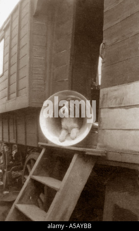 Début des années 1900, photo de petit chien terrier assis sur vieux gramophone record player, R.-U. Banque D'Images