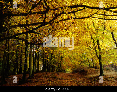 Royaume-uni, Pays de Galles, Wentwood, automne les hêtres, tôt le matin Banque D'Images