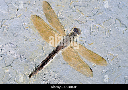 Wightonia araripiana fossile de libellule crétacé inférieur, Brésil Banque D'Images