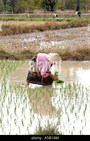 La plantation de jeunes plants de riz, Laos Banque D'Images