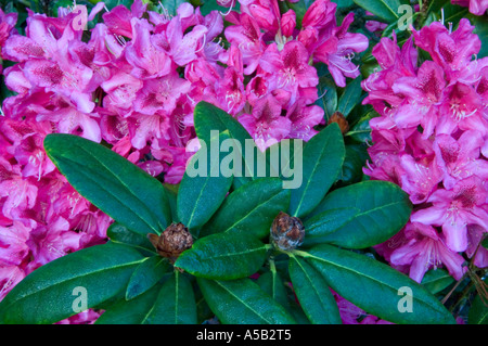 La floraison du rhododendron (Rhododendron macrophyllum du Pacifique), Victoria, Colombie-Britannique, Canada Banque D'Images