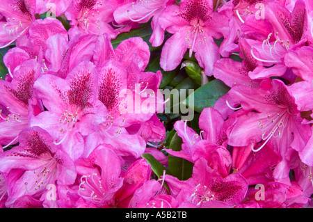 La floraison du rhododendron (Rhododendron macrophyllum du Pacifique), Victoria, Colombie-Britannique, Canada Banque D'Images