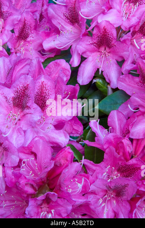 La floraison du rhododendron (Rhododendron macrophyllum du Pacifique), Victoria, Colombie-Britannique, Canada Banque D'Images