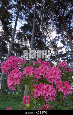 La floraison du rhododendron (Rhododendron macrophyllum Pacifique) avec des pins dans le parc Beacon Hill, Victoria, Colombie-Britannique, Canada Banque D'Images