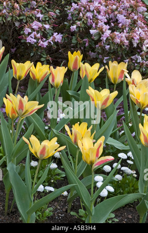 Tulipes au printemps, les Jardins Butchart, Victoria, Colombie-Britannique, Canada Banque D'Images