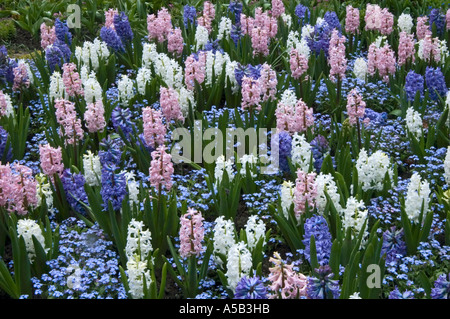 La jacinthe d'éclore au jardin en contrebas, les Jardins Butchart, Victoria, Colombie-Britannique, Canada Banque D'Images