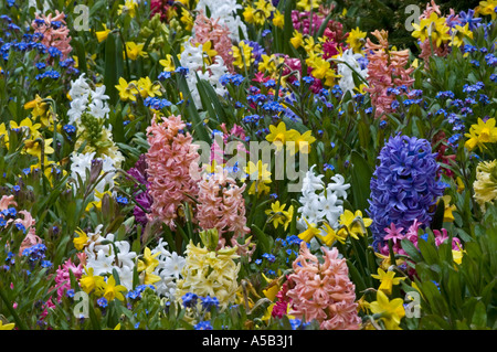 La jacinthe d'éclore au jardin en contrebas, les Jardins Butchart, Victoria, Colombie-Britannique, Canada Banque D'Images