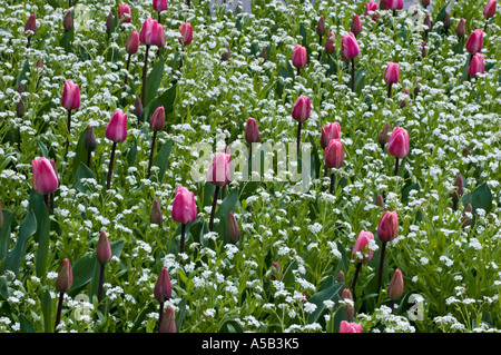 Floraison printanière dans le jardin italien, les Jardins Butchart, Victoria, Colombie-Britannique, Canada Banque D'Images