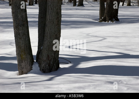 Les ombres des arbres et de la neige dans l'Interstate I 75 halte au Michigan Banque D'Images