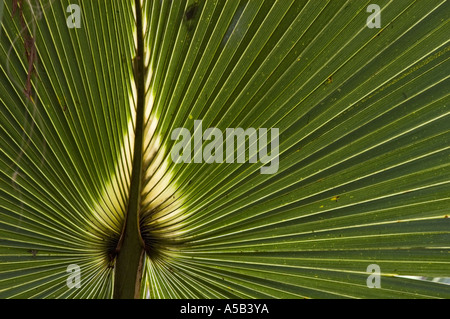 Chou palmiste frondes Sabal palmetto en forêt de chênes. Myakka River State Park FL Banque D'Images