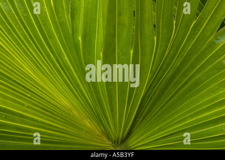 Saw palmetto (Serenoa repens, Serenoa serrulata) Frond dans jardin de banlieue. Boynton Beach FL Banque D'Images