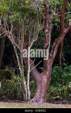 Strangler fig (Ficus spp.) sur Gumbo Limbo tree au Royal Palm. Le Parc National des Everglades en Floride Banque D'Images