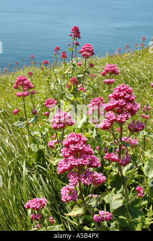 La valériane rouge afficher une superbe vue sur la mer Banque D'Images