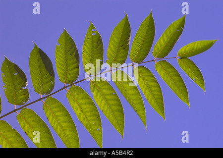 Les feuilles de frêne de montagne et ciel bleu Blue Ridge Parkway en Virginie Banque D'Images