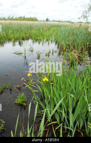 Marais avec Reedmace et iris jaune Banque D'Images