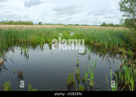 Marais avec Reedmace et iris jaune Banque D'Images